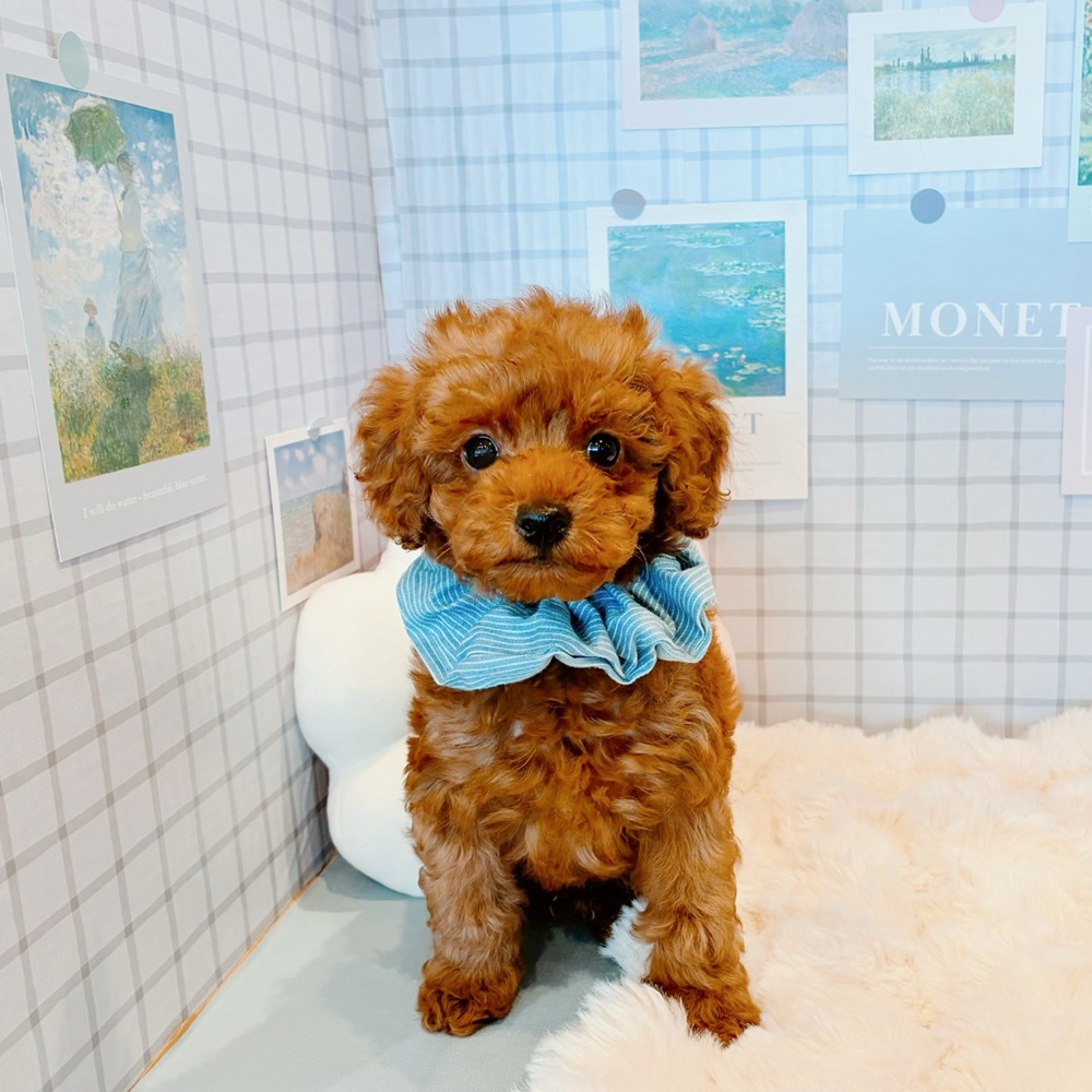 福井県のトイプードル(トイ) (犬の家＆猫の里福井店/2026年3月14日生まれ/男の子/レッド)の子犬の4枚目の画像