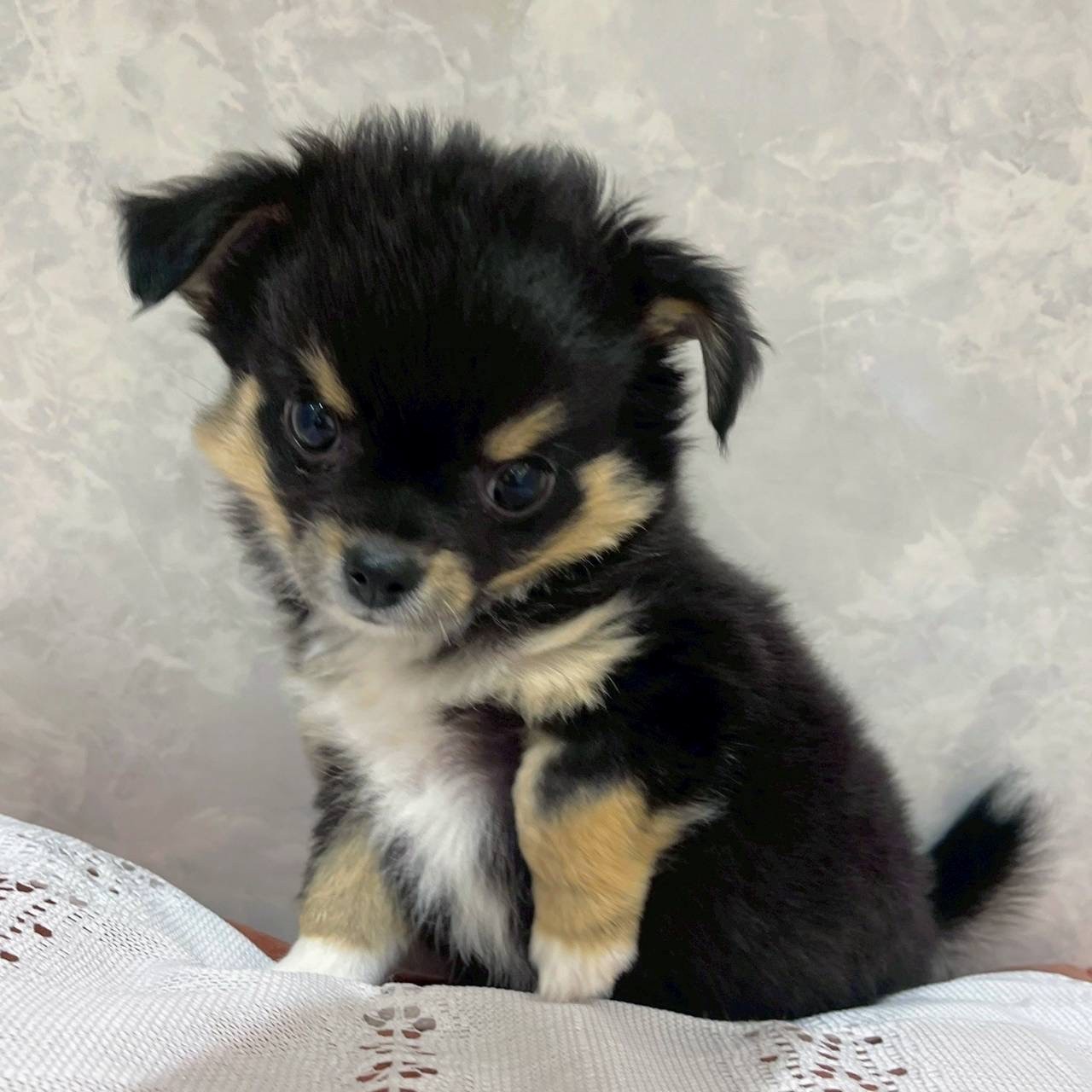 福岡県のチワワ(ロング) (犬の家＆猫の里くりえいと宗像店/2025年12月1日生まれ/男の子/ブラック、タン＆ホワイト＆ホワイト)の子犬の4枚目の画像
