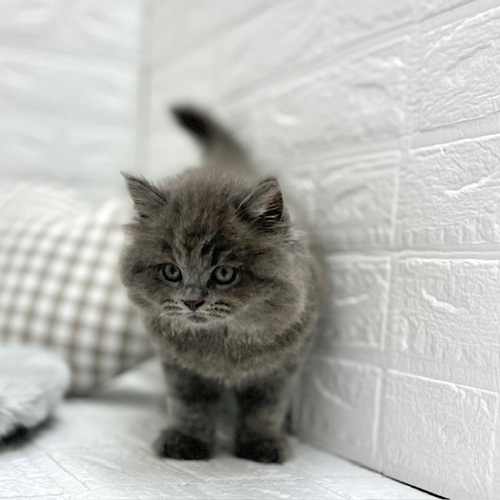 愛知県のブリティッシュロングヘアー (犬の家＆猫の里豊川インター店/2025年8月8日生まれ/男の子/ブルー)の子猫の4枚目の画像