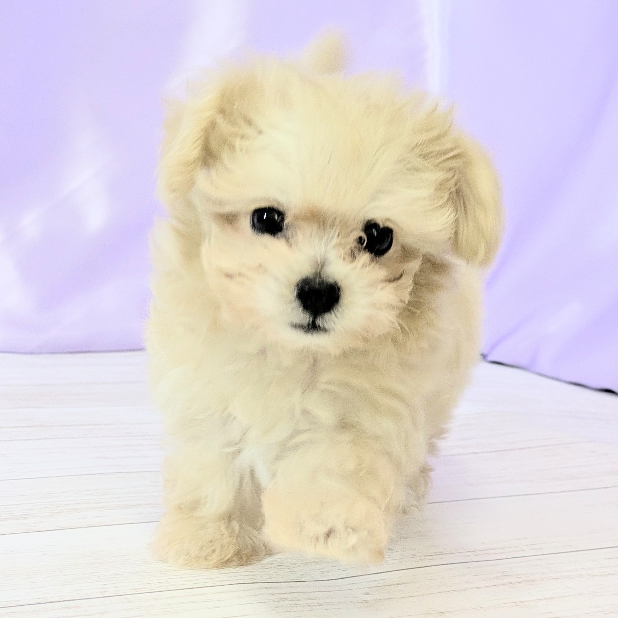 兵庫県のマルプー(マルチーズ×プードル) (犬の家＆猫の里尼崎店/2025年9月17日生まれ/女の子/クリーム)の子犬の4枚目の画像