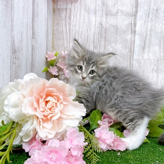 神奈川県のノルウェージャンフォレストキャット (犬の家＆猫の里小田原店/2025年12月26日生まれ/男の子/ブルータビーホワイト)の子猫の4枚目の画像