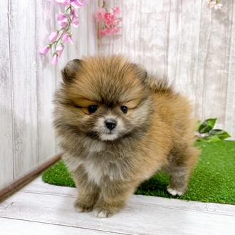 神奈川県のポメラニアン (犬の家＆猫の里小田原店/2025年12月24日生まれ/女の子/オレンジ)の子犬の1枚目の画像