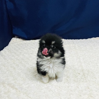 愛知県のポメチワ/チワポメ/ポメチー(ポメラニアン×チワワ) (犬の家＆猫の里一宮店/2026年1月6日生まれ/男の子/ブラックタンホワイト)の子犬の4枚目の画像