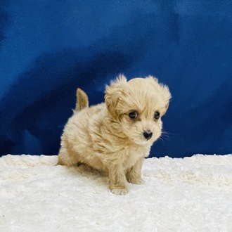 岐阜県のマルプー(マルチーズ×プードル) (犬の家＆猫の里カラフルタウン岐阜店/2026年1月7日生まれ/男の子/アプリコット)の子犬の4枚目の画像