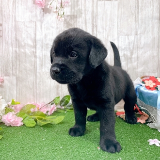 神奈川県のラブラドールレトリーバー (犬の家＆猫の里小田原店/2025年12月29日生まれ/男の子/ブラック)の子犬の4枚目の画像