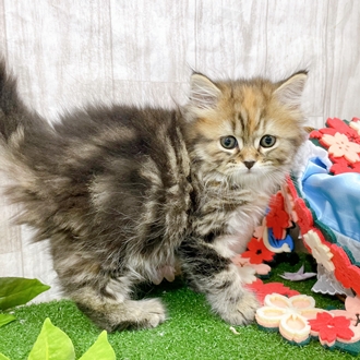 神奈川県のスコティッシュフォールド (犬の家＆猫の里小田原店/2025年12月26日生まれ/女の子/ブラウンパッチドタビー)の子猫の4枚目の画像