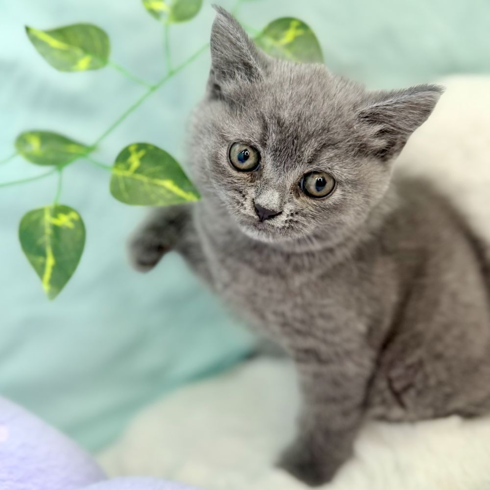 愛知県のブリティッシュショートヘアー (犬の家＆猫の里愛知刈谷店/2026年6月16日生まれ/男の子/ブルー)の子猫の4枚目の画像