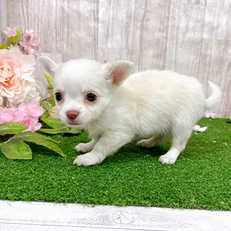 神奈川県のチワワ(ロング) (犬の家＆猫の里小田原店/2025年12月29日生まれ/女の子/クリームホワイト)の子犬の4枚目の画像