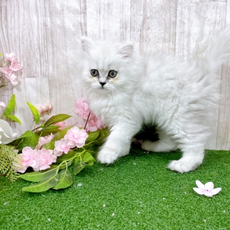 神奈川県のペルシャ (犬の家＆猫の里小田原店/2025年12月28日生まれ/女の子/チンチラシルバー)の子猫の4枚目の画像