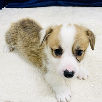 愛知県のウェルシュコーギーペンブローク (犬の家＆猫の里一宮店/2026年1月24日生まれ/男の子/レッドホワイト)の子犬の4枚目の画像