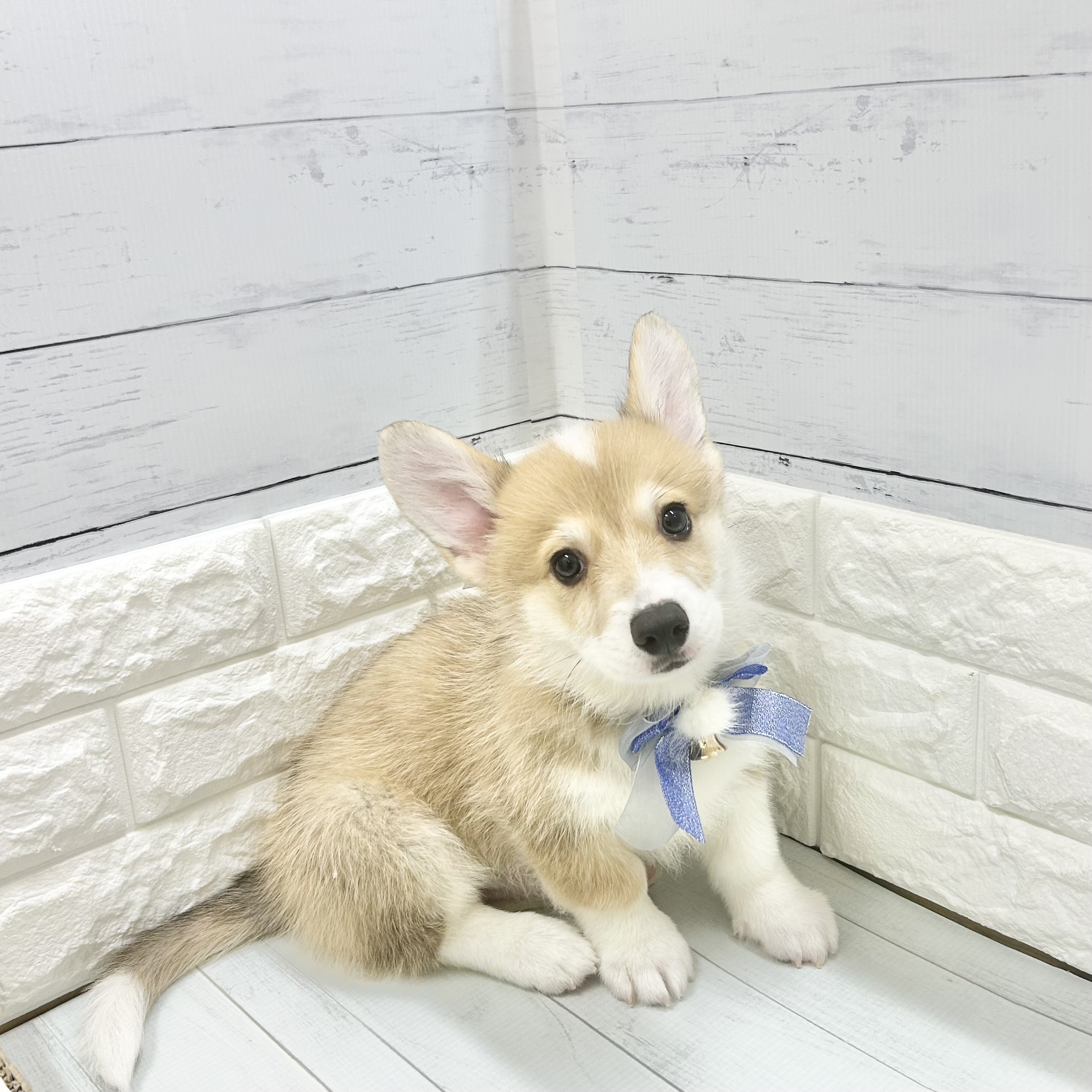静岡県のウェルシュコーギーペンブローク (犬の家＆猫の里アミーゴ浜松和田店/2026年7月3日生まれ/男の子/セーブルホワイト)の子犬の4枚目の画像