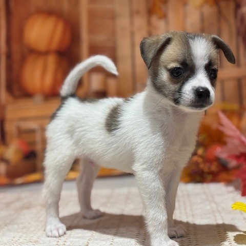 福岡県のハーフ犬・ミックス犬 (犬の家＆猫の里トリアス久山店/2025年8月8日生まれ/男の子/パーティーカラー)の子犬の1枚目の画像