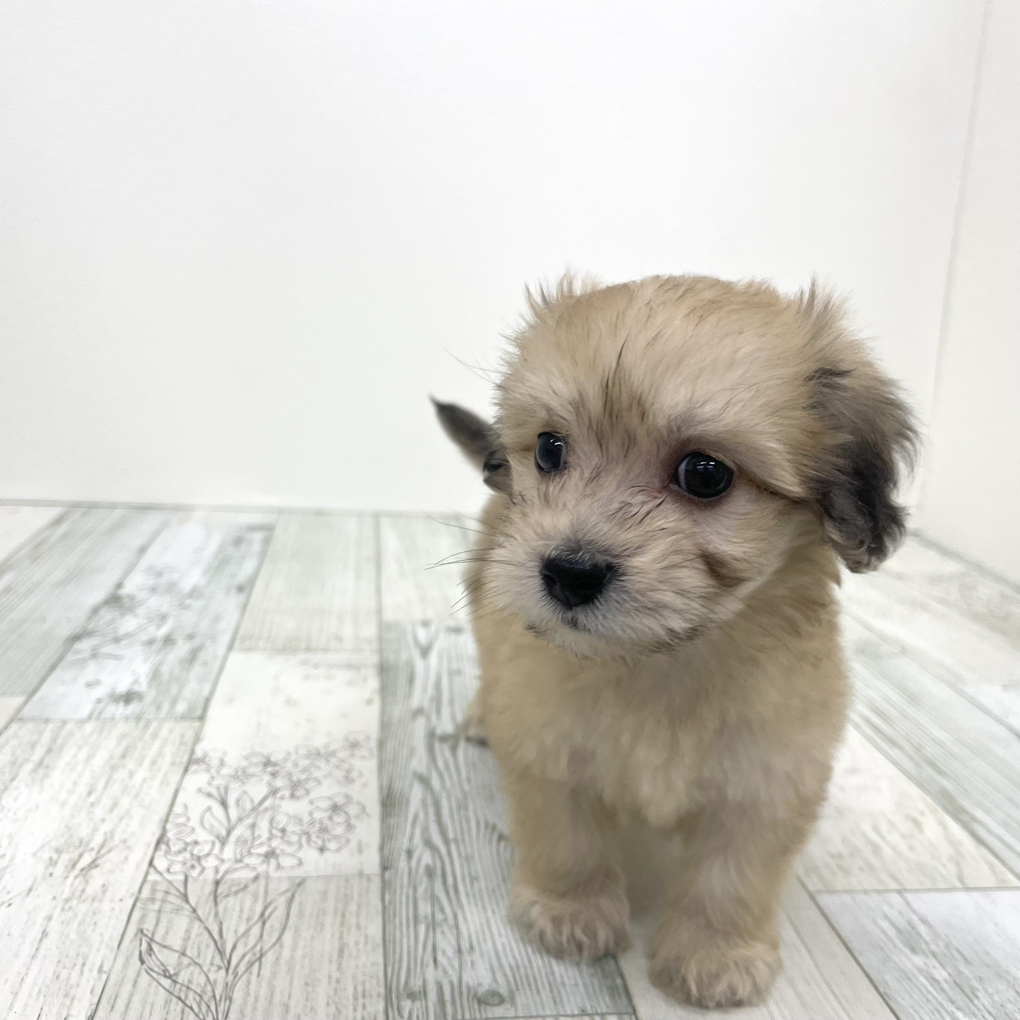 福岡県のマルックス(マルチーズ×ダックス) (犬の家＆猫の里シュロアモール筑紫野店/2025年7月22日生まれ/女の子/アプリコット)の子犬の4枚目の画像