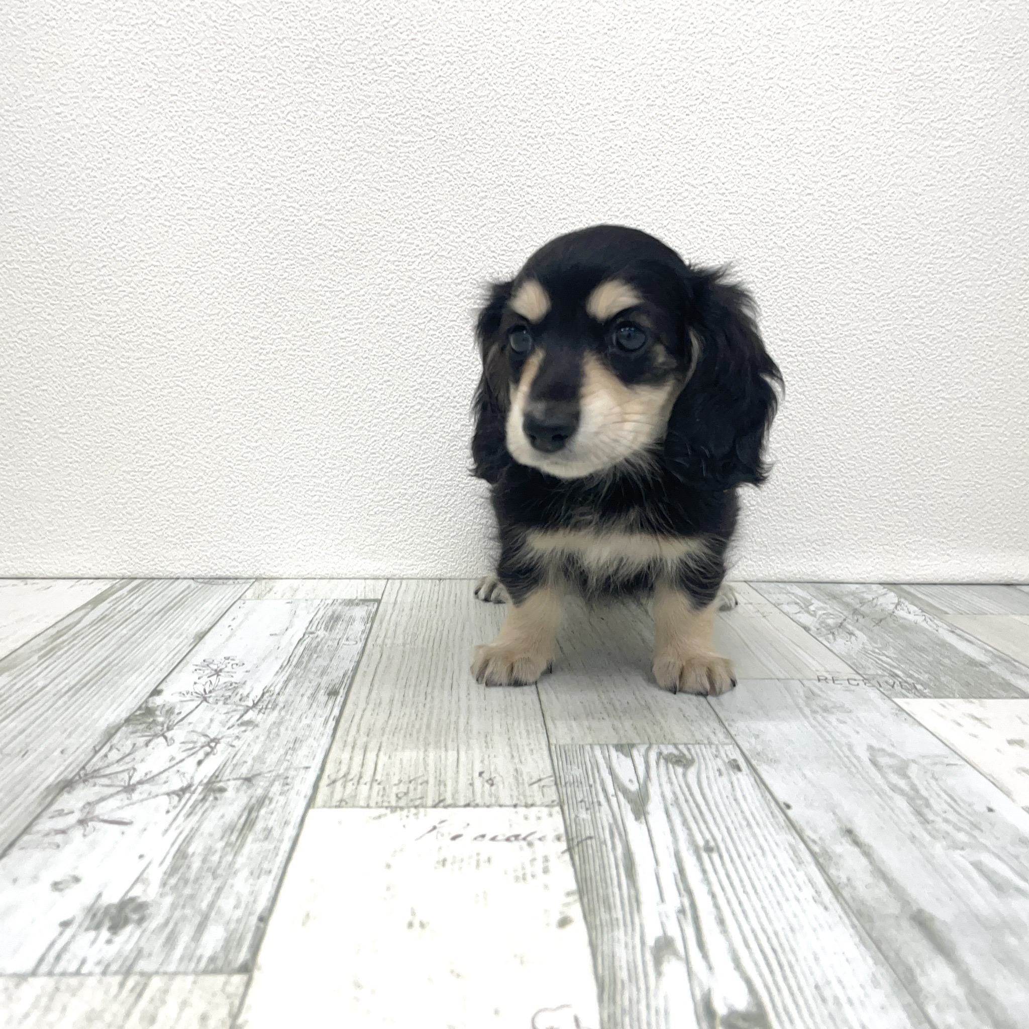 福岡県のミニチュアダックスフンド(ロング) (犬の家＆猫の里シュロアモール筑紫野店/2025年7月19日生まれ/女の子/ブラックイエロー)の子犬の4枚目の画像