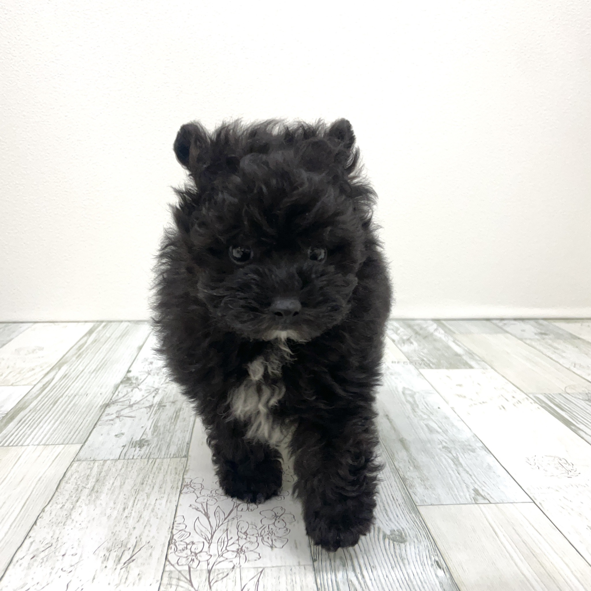 福岡県のポメプー(ポメラニアン×プードル) (犬の家＆猫の里シュロアモール筑紫野店/2025年7月17日生まれ/男の子/ブラックホワイト)の子犬の4枚目の画像