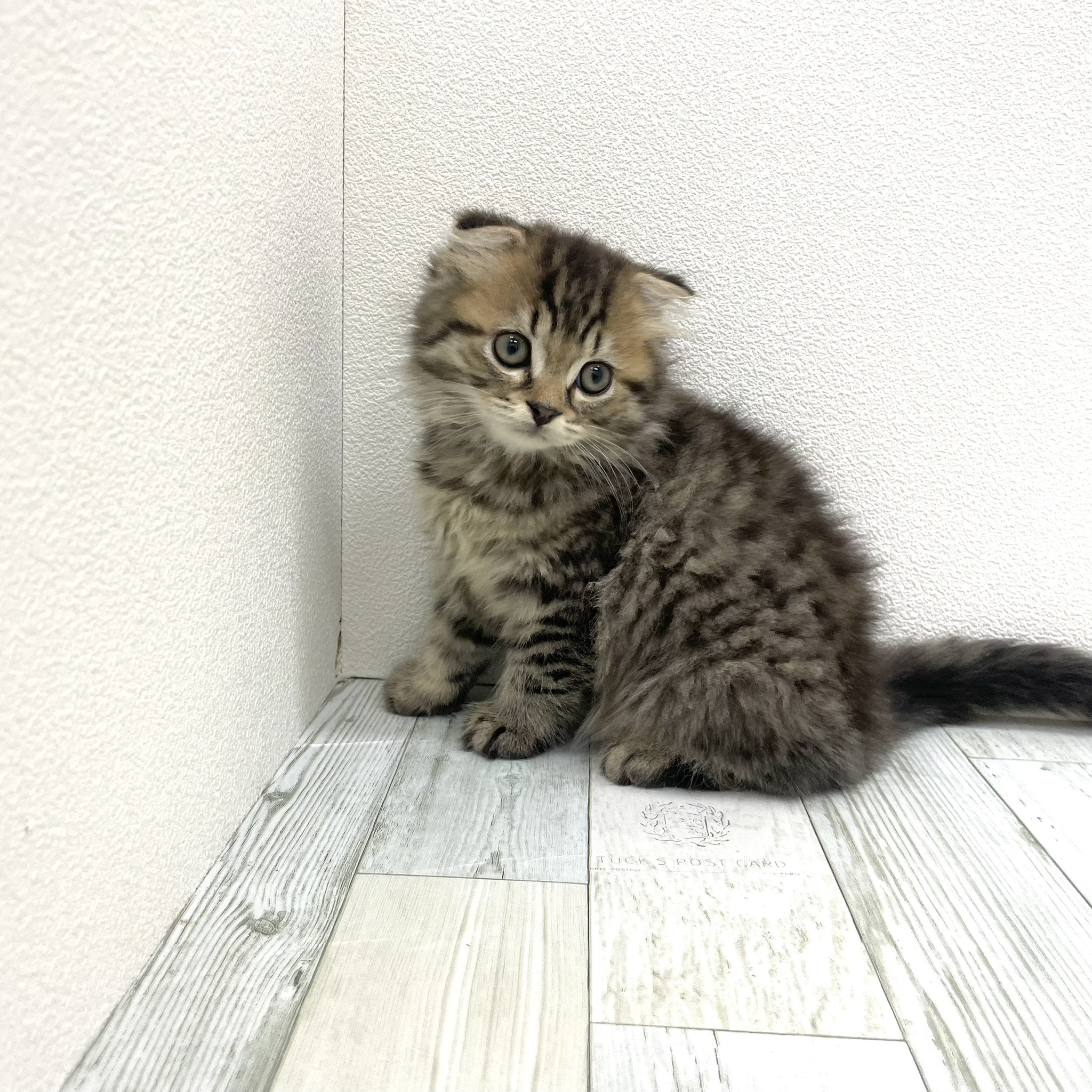 福岡県のスコティッシュフォールド (犬の家＆猫の里シュロアモール筑紫野店/2025年7月12日生まれ/男の子/ブラウンタビー)の子猫の4枚目の画像