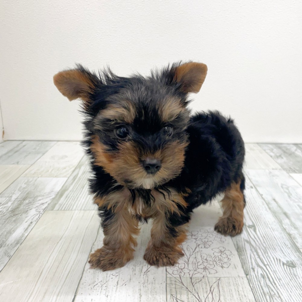 福岡県のヨークシャーテリア (犬の家＆猫の里シュロアモール筑紫野店/2025年8月3日生まれ/男の子/スチールブルータン)の子犬の4枚目の画像