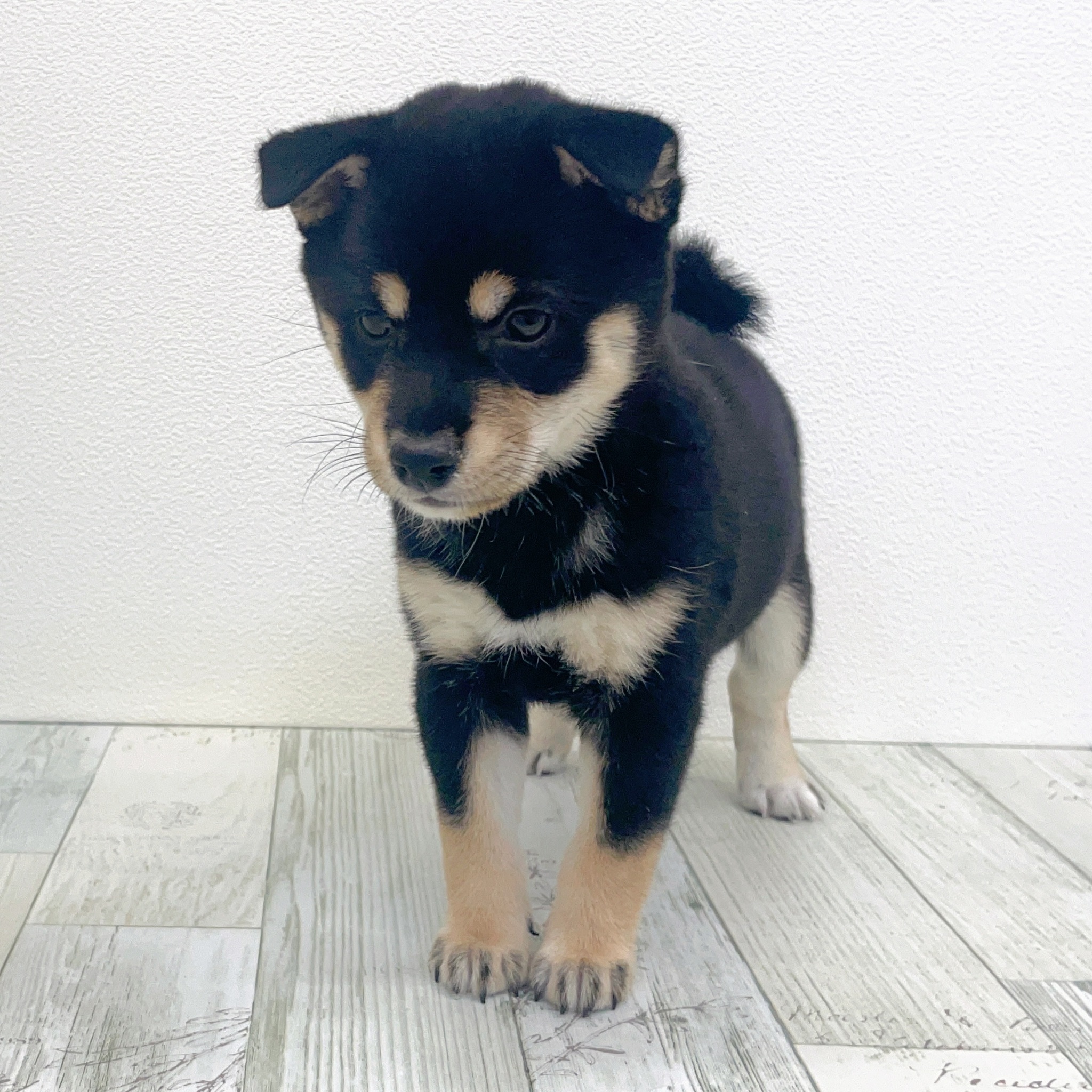 福岡県の豆柴 (犬の家＆猫の里シュロアモール筑紫野店/2025年7月29日生まれ/女の子/黒)の子犬の4枚目の画像