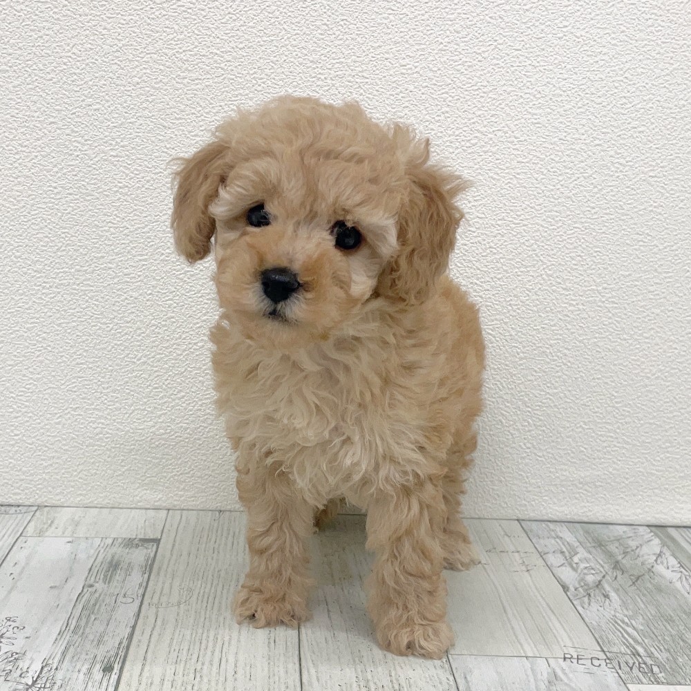 福岡県のトイプードル(トイ) (犬の家&猫の里シュロアモール筑紫野店/2025年8月26日生まれ/女の子/アプリコット)の子犬の4枚目の画像