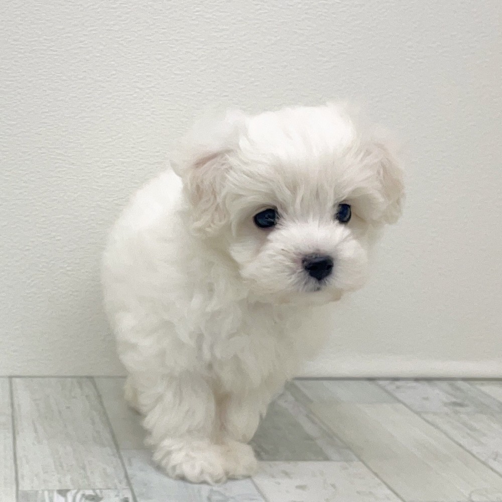 福岡県のハーフ犬・ミックス犬 (犬の家&猫の里シュロアモール筑紫野店/2025年8月23日生まれ/男の子/ホワイト)の子犬の4枚目の画像