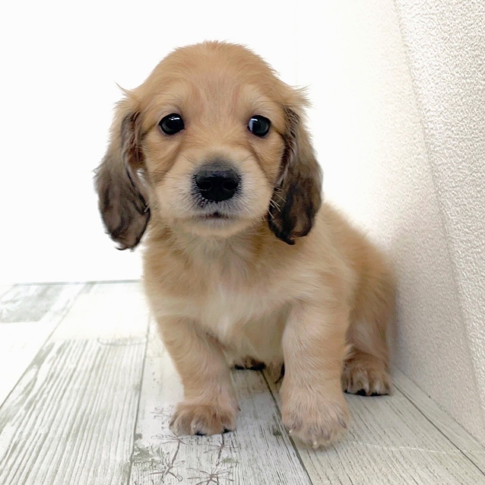 福岡県のミニチュアダックスフンド(ロング) (犬の家＆猫の里シュロアモール筑紫野店/2025年8月26日生まれ/男の子/シェーデットイエロー)の子犬の4枚目の画像