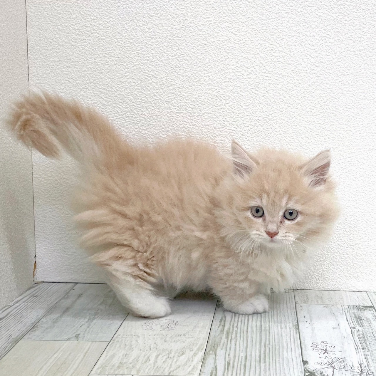 福岡県のマンチカン (犬の家＆猫の里シュロアモール筑紫野店/2025年8月28日生まれ/女の子/クリームタビーホワイト)の子猫の4枚目の画像