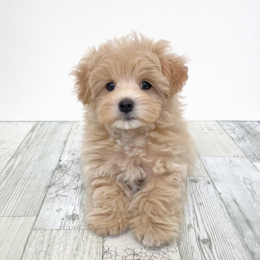 福岡県のマルプー(マルチーズ×プードル) (犬の家＆猫の里シュロアモール筑紫野店/2025年8月29日生まれ/男の子/クリームホワイト)の子犬の4枚目の画像