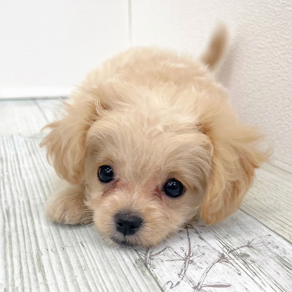 福岡県のチワプー/プーチー(チワワ×プードル) (犬の家＆猫の里シュロアモール筑紫野店/2025年8月31日生まれ/女の子/クリームホワイト)の子犬の4枚目の画像