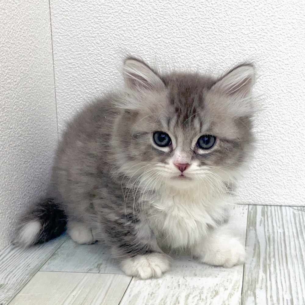 福岡県のミヌエット (犬の家＆猫の里シュロアモール筑紫野店/2025年8月31日生まれ/男の子/ブルーシルバータビーホワイト)の子猫の4枚目の画像