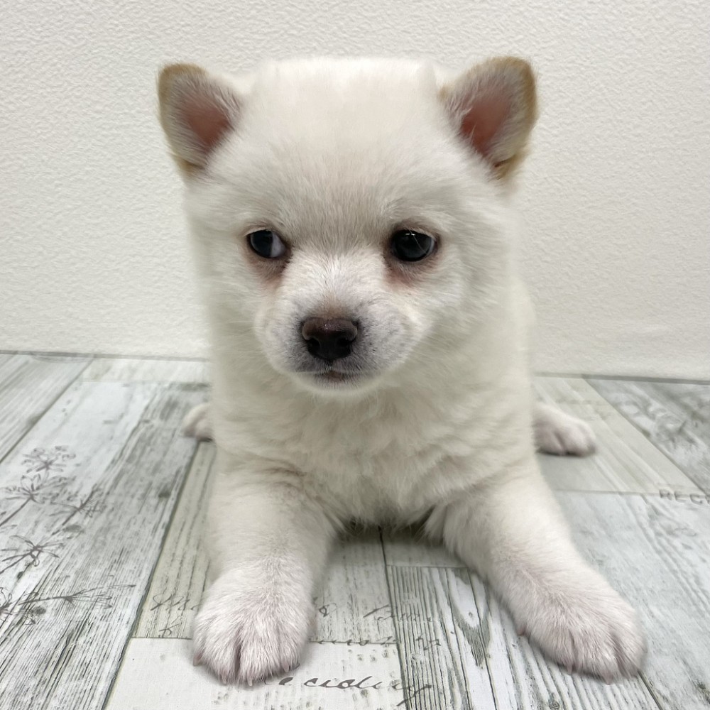 福岡県のチワ柴/柴チワ/チワシバ(チワワ×柴) (犬の家＆猫の里シュロアモール筑紫野店/2025年9月9日生まれ/男の子/白)の子犬の4枚目の画像