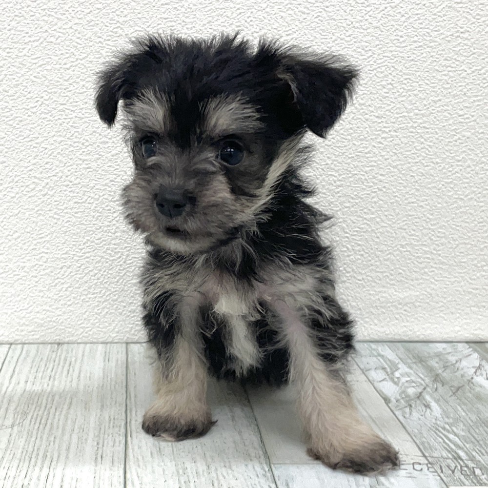 福岡県のシュナマル/マルシュナ(シュナウザー×マルチーズ) (犬の家＆猫の里シュロアモール筑紫野店/2025年9月9日生まれ/女の子/ブラックシルバー)の子犬の4枚目の画像