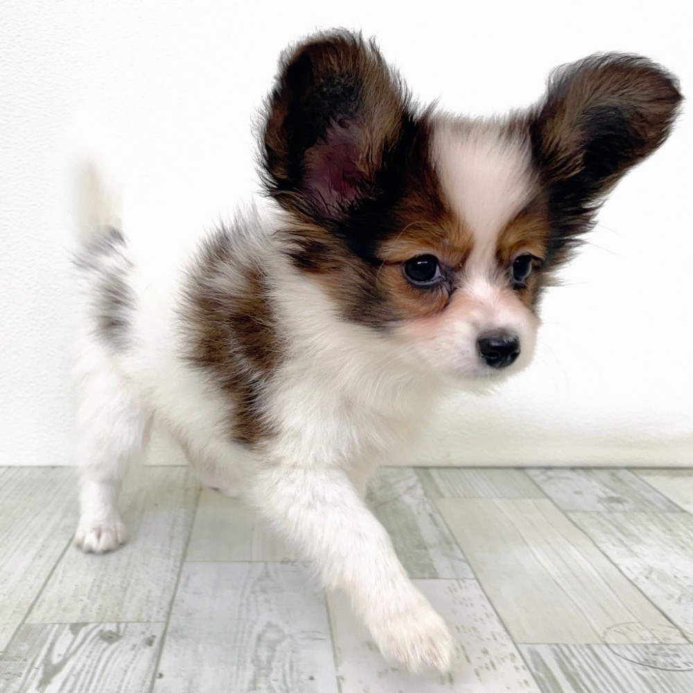 福岡県のパピヨン (犬の家＆猫の里シュロアモール筑紫野店/2025年9月8日生まれ/女の子/ホワイトブラウン)の子犬の4枚目の画像