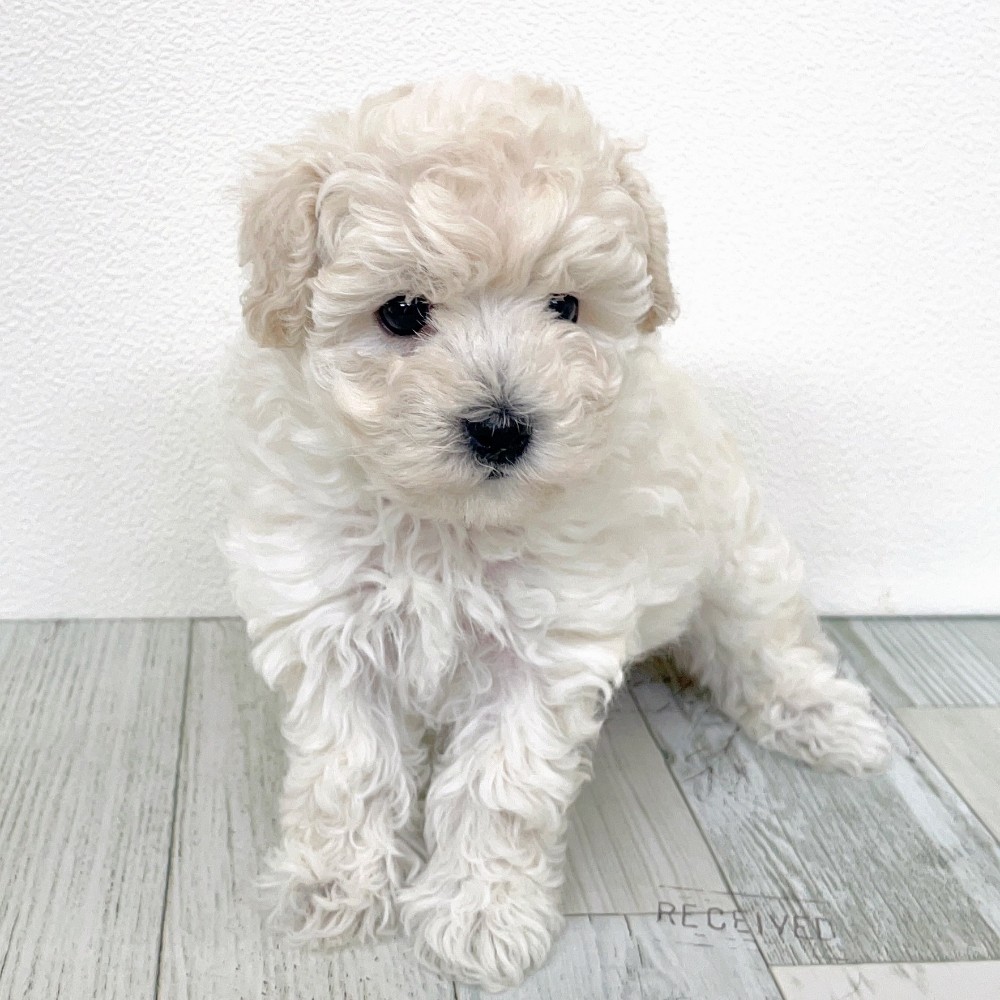 福岡県のビションプー(ビションフリーゼ×プードル) (犬の家＆猫の里シュロアモール筑紫野店/2025年9月7日生まれ/女の子/ホワイト)の子犬の4枚目の画像