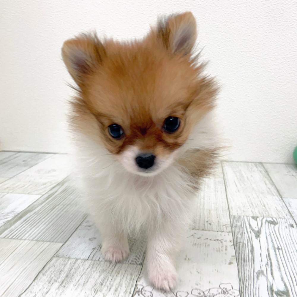 福岡県のポメチワ/チワポメ/ポメチー(ポメラニアン×チワワ) (犬の家＆猫の里シュロアモール筑紫野店/2025年9月6日生まれ/女の子/ホワイトレッド)の子犬の4枚目の画像