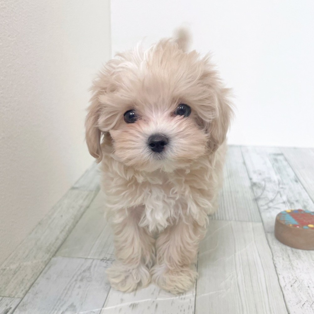 福岡県のマルプー(マルチーズ×プードル) (犬の家＆猫の里シュロアモール筑紫野店/2025年9月11日生まれ/女の子/クリームホワイト)の子犬の4枚目の画像