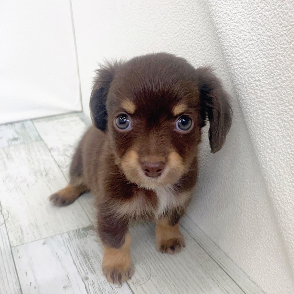 福岡県のチワックス(チワワ×ダックス) (犬の家＆猫の里シュロアモール筑紫野店/2025年9月14日生まれ/女の子/チョコレートタン)の子犬の4枚目の画像