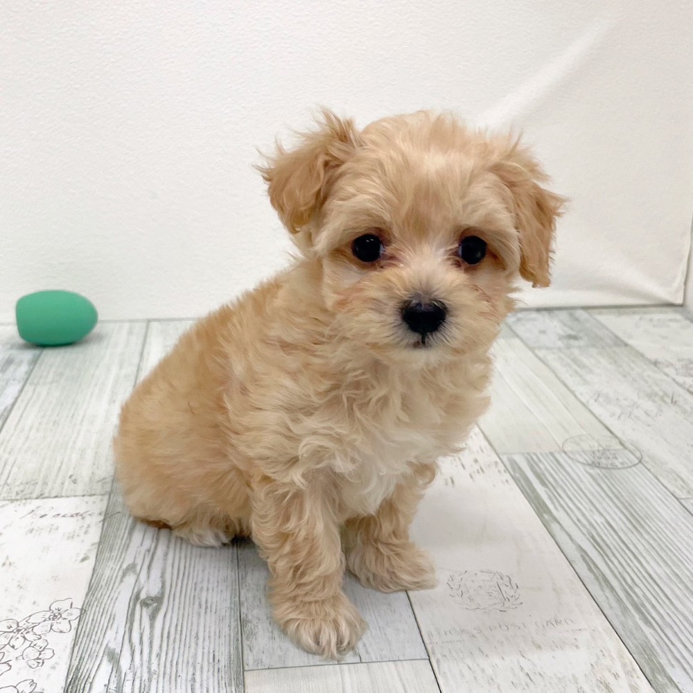 福岡県のマルプー(マルチーズ×プードル) (犬の家＆猫の里シュロアモール筑紫野店/2025年9月14日生まれ/女の子/アプリコット)の子犬の4枚目の画像
