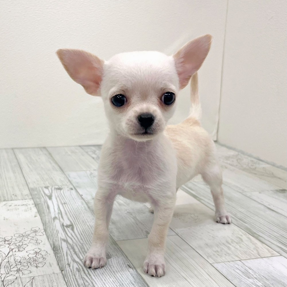 福岡県のチワワ(スムース) (犬の家＆猫の里シュロアモール筑紫野店/2025年9月15日生まれ/女の子/クリームホワイト)の子犬の4枚目の画像
