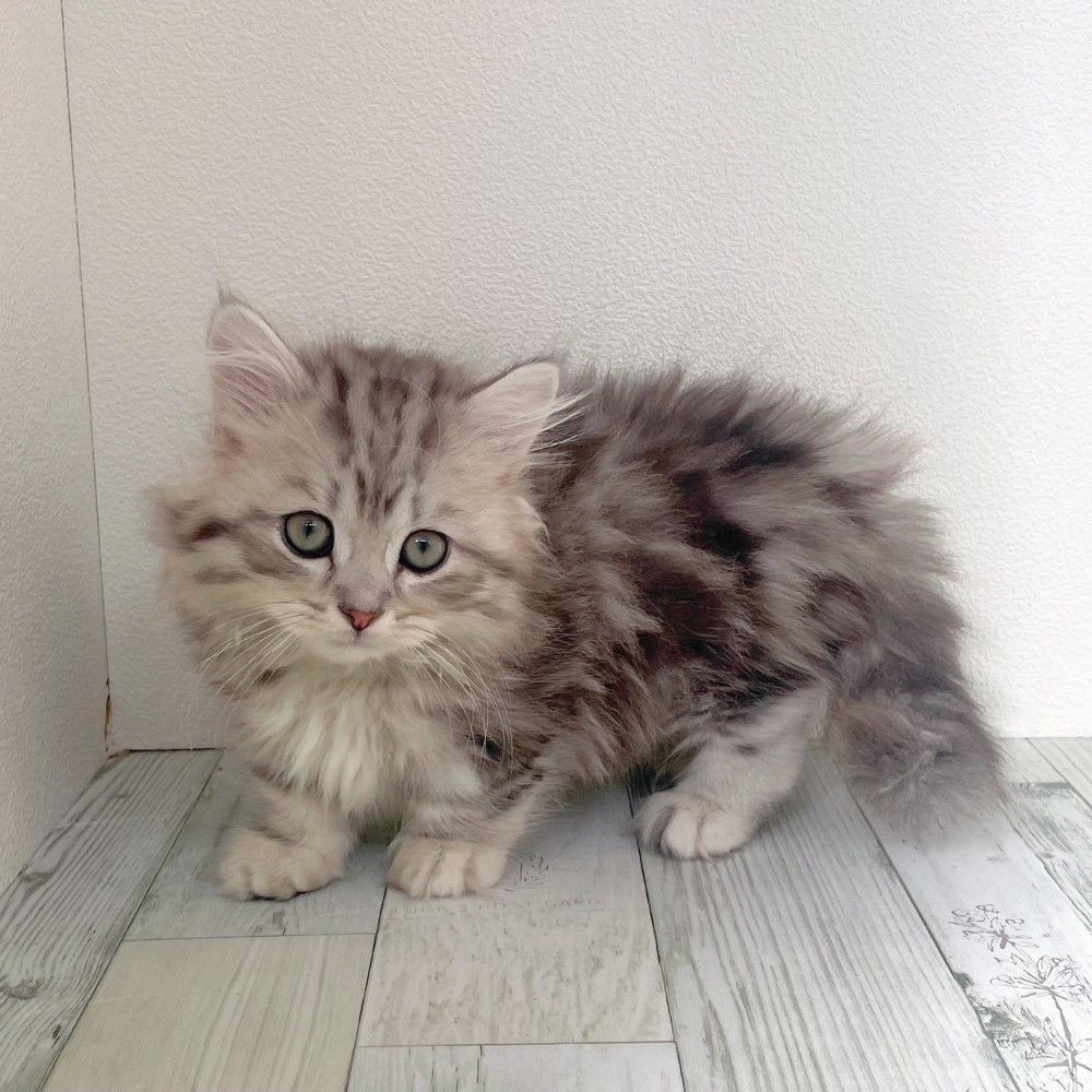 福岡県のミヌエット (犬の家＆猫の里シュロアモール筑紫野店/2025年9月13日生まれ/男の子/シルバータビーホワイト)の子猫の4枚目の画像