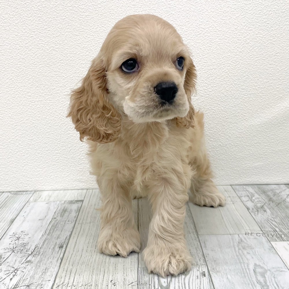 福岡県のアメリカンコッカースパニエル (犬の家＆猫の里シュロアモール筑紫野店/2025年9月22日生まれ/男の子/バフ)の子犬の4枚目の画像