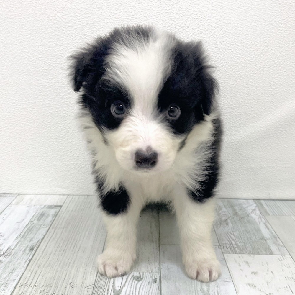福岡県のボーダーコリー (犬の家＆猫の里シュロアモール筑紫野店/2025年9月21日生まれ/男の子/ブラックホワイト)の子犬の4枚目の画像