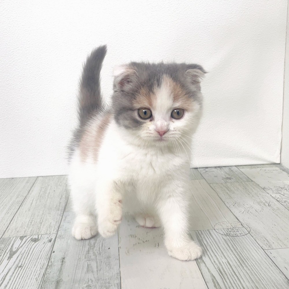 福岡県のスコティッシュフォールド (犬の家＆猫の里シュロアモール筑紫野店/2025年9月10日生まれ/女の子/ダイリュートキャリコ)の子猫の4枚目の画像