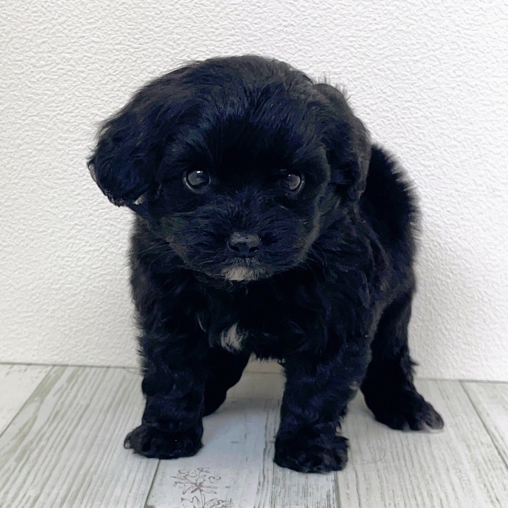 福岡県のチワプー/プーチー(チワワ×プードル) (犬の家＆猫の里シュロアモール筑紫野店/2025年9月21日生まれ/男の子/ブラック)の子犬の4枚目の画像