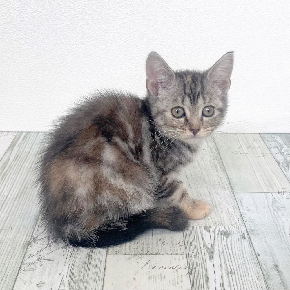 福岡県のアメリカンショートヘアー (犬の家＆猫の里シュロアモール筑紫野店/2025年9月16日生まれ/女の子/シルバーパッチドタビー)の子猫の1枚目の画像