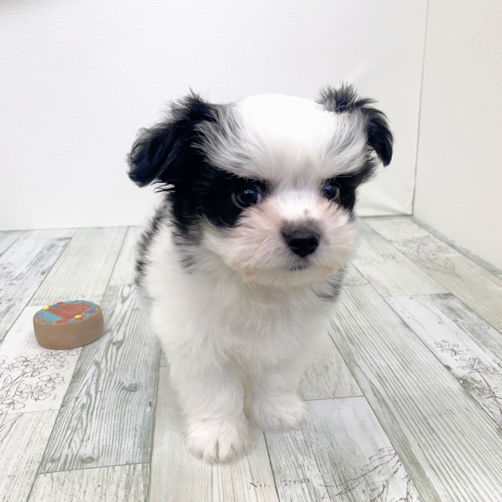 福岡県のチワマル/マルチワ(チワワ×マルチーズ) (犬の家＆猫の里シュロアモール筑紫野店/2025年9月16日生まれ/男の子/ホワイトブラック)の子犬の4枚目の画像