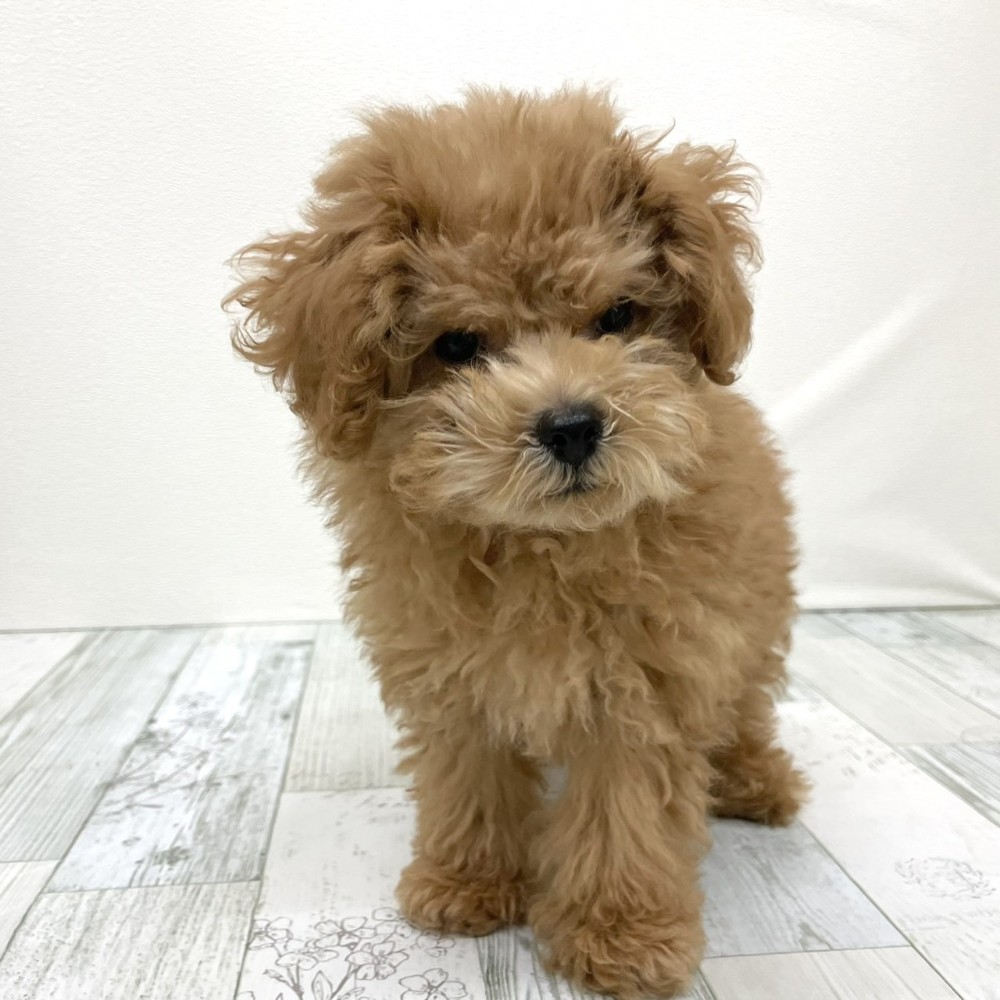 福岡県のトイプードル(トイ) (犬の家＆猫の里シュロアモール筑紫野店/2025年8月17日生まれ/男の子/レッド)の子犬の4枚目の画像