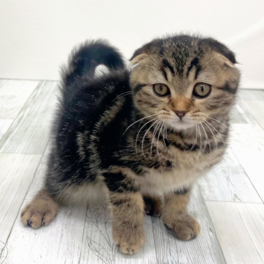 福岡県のスコティッシュフォールド (犬の家＆猫の里シュロアモール筑紫野店/2025年9月5日生まれ/男の子/ブラウンタビー)の子猫の4枚目の画像