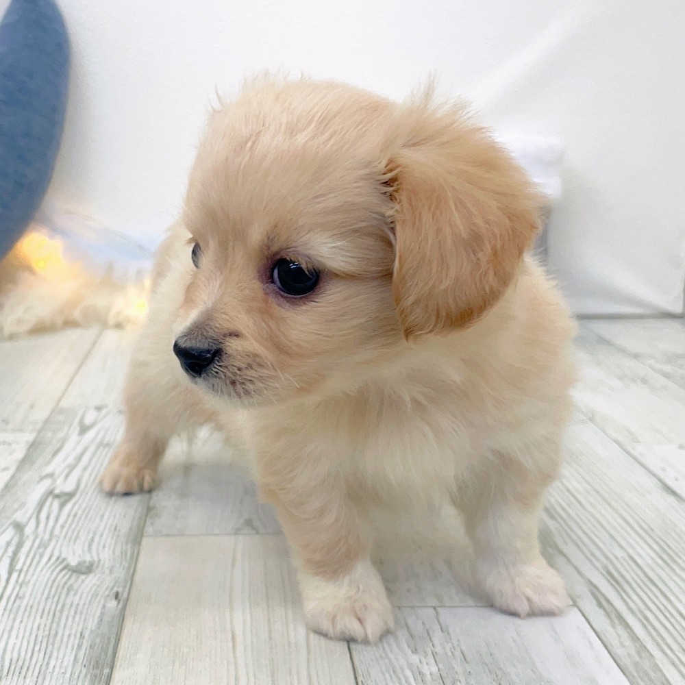 福岡県のチワックス(チワワ×ダックス) (犬の家＆猫の里シュロアモール筑紫野店/2025年9月30日生まれ/男の子/イエロー)の子犬の4枚目の画像