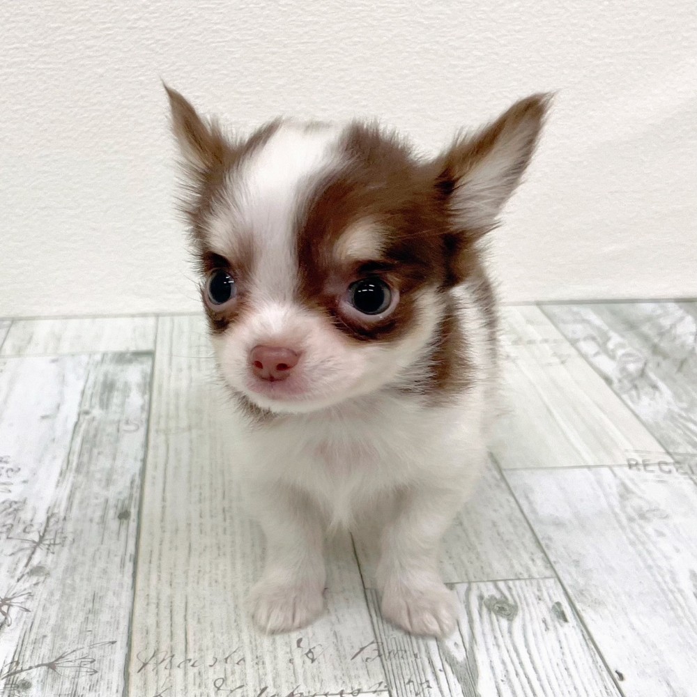 福岡県のチワワ(ロング) (犬の家＆猫の里シュロアモール筑紫野店/2025年10月6日生まれ/男の子/ホワイトチョコレートタン)の子犬の4枚目の画像