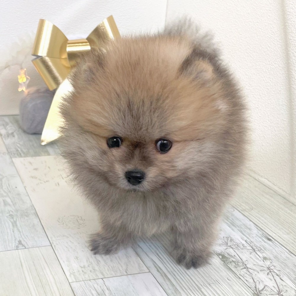 福岡県のポメラニアン (犬の家＆猫の里シュロアモール筑紫野店/2025年10月5日生まれ/男の子/オレンジセーブル)の子犬の4枚目の画像